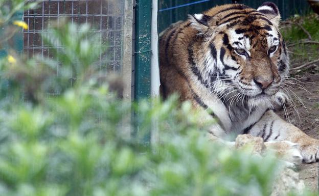 tigre en el zoológico de Oviedo